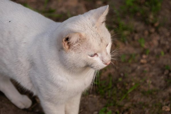 Die top bewerteten lauf- und trailschuhe 2025 im vergleich